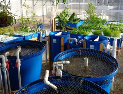 Intro to Aquaponics: In-person Course