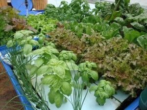 Learn About How Aquaponics Works | Produce Healthful Fish \u0026 Vegetables, image size:300x225