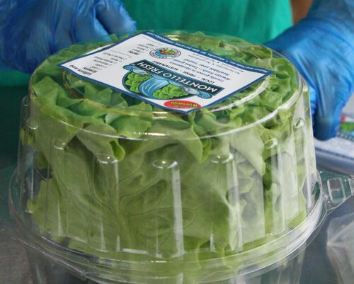 Lettuce Crisper – Box of 400