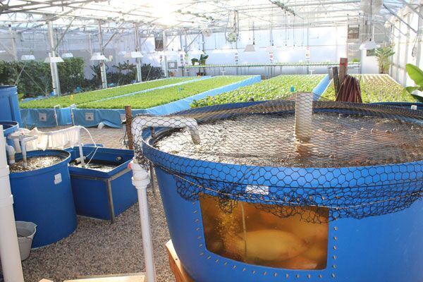 Aquaponics Business Planning Kit