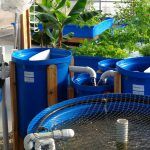 Aquaponics 101: In-person Course