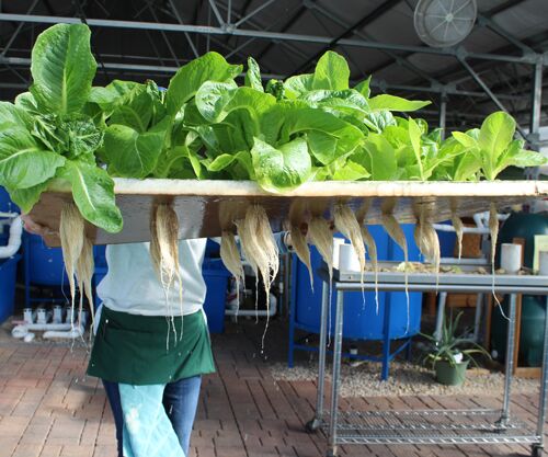 64 Plant Rafts for Aquaponics, includes shipping